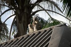 Grüne Meerkatzen (63 von 67).jpg